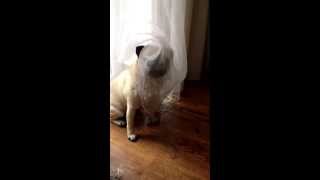 Мопс прикол!