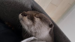 カワウソさくら 飼い主の背中で巣作りを始める otter that starts nesting on the owner's back