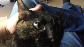 Quality time with Evil Cat....