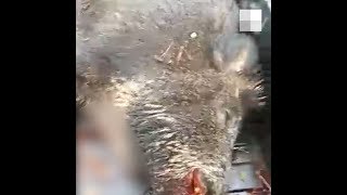 Жители Башкирии охотились на кабанов с вертолета | Ufa1.RU