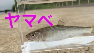 ヤマベ釣り オイカワ ハエ Zacco platypus