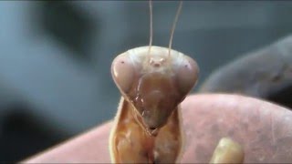 L'ipnotico sguardo della Mantide religiosa - Praying Mantis hypnosis
