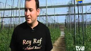 TOMATE RAF NIJAR ALMERIA
