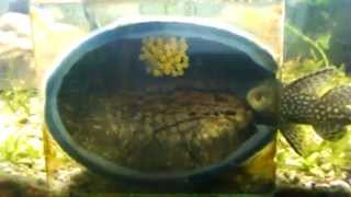breeding cave pleco ancistrus