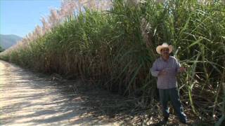 Caña de Azucar - Documental CULTIVOS EJEMPLARES