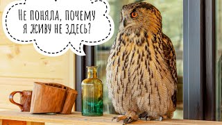 Сова Ёль работает фотомоделью на дому. На доме. Дома. Кот Мурлок мчит под дом. Сыч Лучик бдит в доме