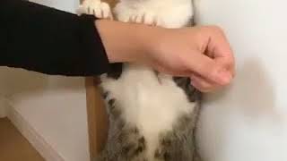 Tickle that belly! ??