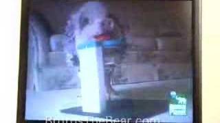 Brutus The Bear Watches Animal Planet