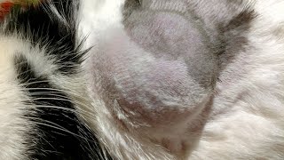 Abscess on cat pops on it's own. Rush to clean up and bandage.