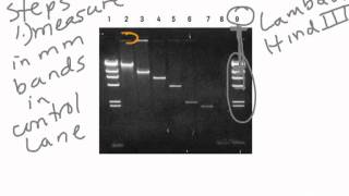Gel Graphing
