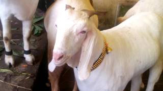AL-QURESHI GOAT FARM..GULABI GOATS