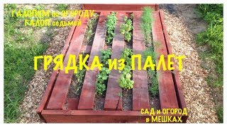 ГРЯДКА из ПАЛЕТ. Урожай РЕДИСА. Заселение ТЕПЛИЦ.  "ГАЛОПОМ по ОГОРОДУ". 20 мая. Галоп 7.