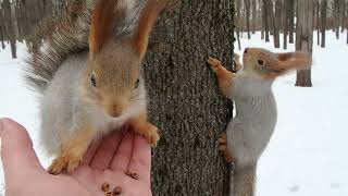 Белка и её женихи. Как ухаживают белки / Squirrels and her suitors. Mating games