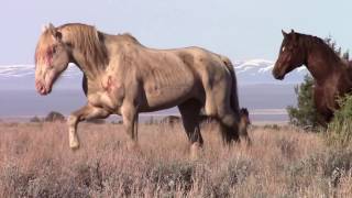 South Steens Stallion "Durango"   five year old bachelor.