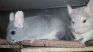 Как устроен Дом Шиншилл и что в нем должно быть-How is the House of Chinchillas