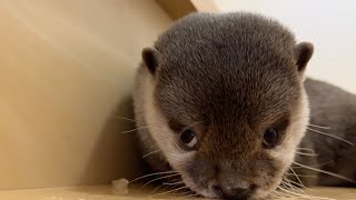 氷泥棒をするカワウソが早送りしたみたいな挙動をし始める Otter stealing ice