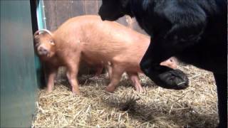 Pip the dog meets Pigs