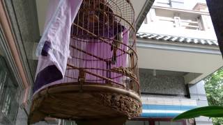 Chaomaotantien tự sướng một mình