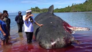 Ali Mocthar Ngabalin-Ikan Paus yang mati terdampar di pantai Kabupaten Kepulauan Sula Maluku Utara