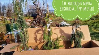 Распаковка хвойных растений из Оптхоза: ёлок много не бывает! Поясняю, зачем мне столько растений
