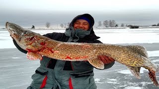 ВОТ ЭТО РЫБАЛКА 2019! ОГРОМНАЯ ЩУКА НА ЖЕРЛИЦЫ! РАЗДАЧА ОКУНЯ!