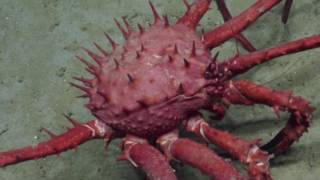 King Crabs
