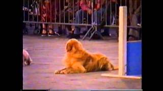 CONCURSO DEL PERRO MAS ADIESTRADO E INTELIGENTE