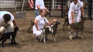 Baby Blue Wins Grand Champion & Best Doe In Show