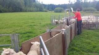 Weighing ewe lambs in Rönnäs, 24.07.2015