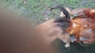 Mating dog with hen