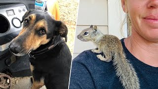 Woman saves baby squirrel that dog brought home