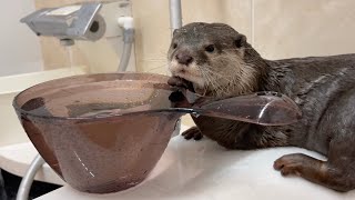 この夏お風呂でカワウソと桶を使って遊ぶのが楽しすぎるのでおすすめ Playing with otters and tubs in the bath is too fun