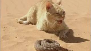 Chat des sables VS Serpent du désert