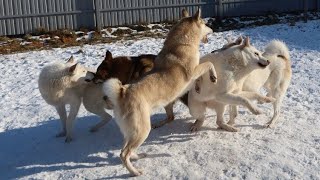 Солнечное утро с лайками
