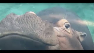 Good Morning Fiona