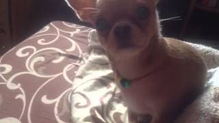 Chihuahua demands food/Чихуахуа требует еду!