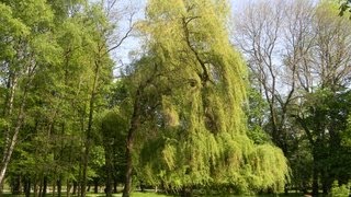 Деревья. Презентация для дошкольников