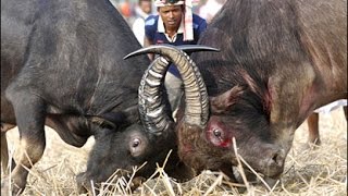Preparation Ahatguri Buffalo Fight