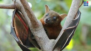 Nipah virus spreads to southern Indian state of Kerala