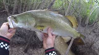 Townsville Runoff Barramundi bills bug day 3