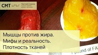 Мышцы против жира. Мифы и реальность. Мышцы тяжелее жира?