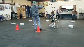 Bean's First AKC Scentwork Trial! Day 1