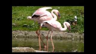 Lesser flamingo mating attempts