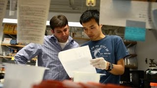 Tears for Fears: Juvenile mice secrete protective pheromone