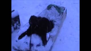 Охота на росомаху ¦ Hunting for wolverine