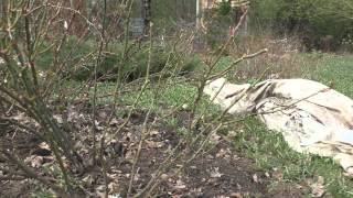 Обрезка розария