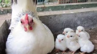 Cara Budidaya Ayam Kate Yang Benar dan Mudah Bagi Pemula