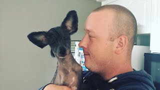 This tiny blind puppy is a bilingual overachiever