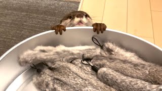 カワウソさくら もふもふ×12に囲まれて癒された otter surrounded by 10 fluffy toys