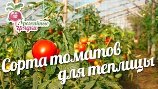 Сорта томатов для теплицы #urozhainye_gryadki
